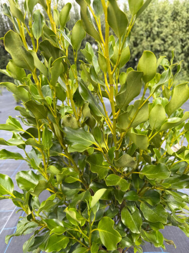 Griselinia Hedge 12 Plant Box